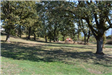 Open field and trees at Oak Tree Park