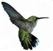Hummingbird