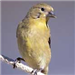 Lesser Goldfinch