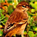 Palm Warbler