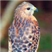 Red-Shouldered Hawk