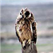 Short-Eared Owl
