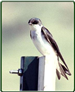 Tree Swallow