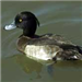 Tufted Duck
