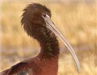 White-Faced Ibis 1