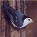 White-Breasted Nuthatch