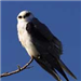 White-Tailed Kite