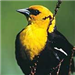 Yellow-Headed Blackbird