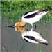 American Avocet 1