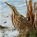 American Bittern