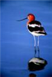 American Avocet 2