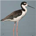 Black-Necked Stilt