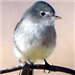 Gray Flycatcher