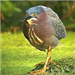 Green Heron