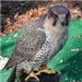 Gyrfalcon