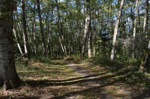 Trail in the woods at Mable Kerr Park