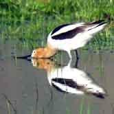 American Avocet 1