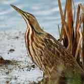 American Bittern