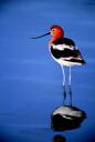 American Avocet 2