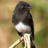 Black Phoebe