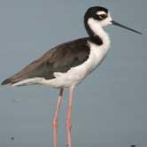 Black-Necked Stilt