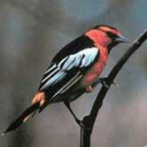 Bullock Oriole