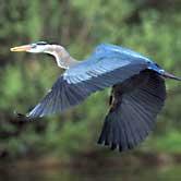Great Blue Heron