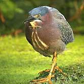 Green Heron