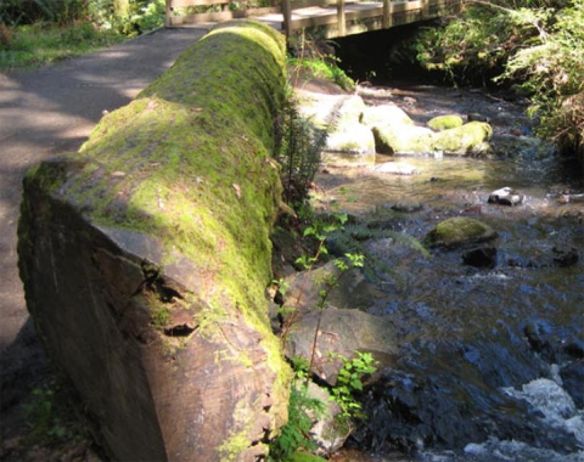 Mossy log by a paved trail and small stream